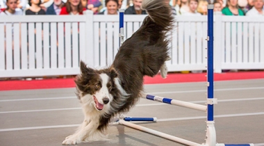 Sydney Dog Lovers Show