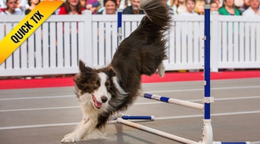 Sydney Dog Lovers Show